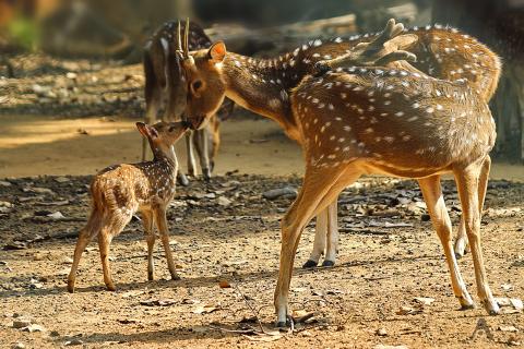 Wild animals of Jharkhand